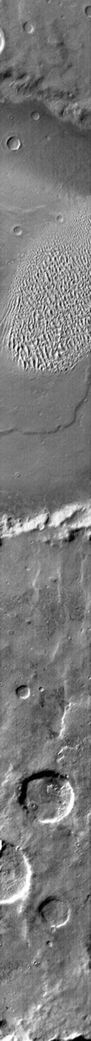 The dunes in this daytime IR image from NASA's 2001 Mars Odyssey spacecraft appear bright because they are warmer than the surrounding crater materials. These dunes are located on the floor of Proctor Crater.