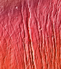 Context image for PIA18235