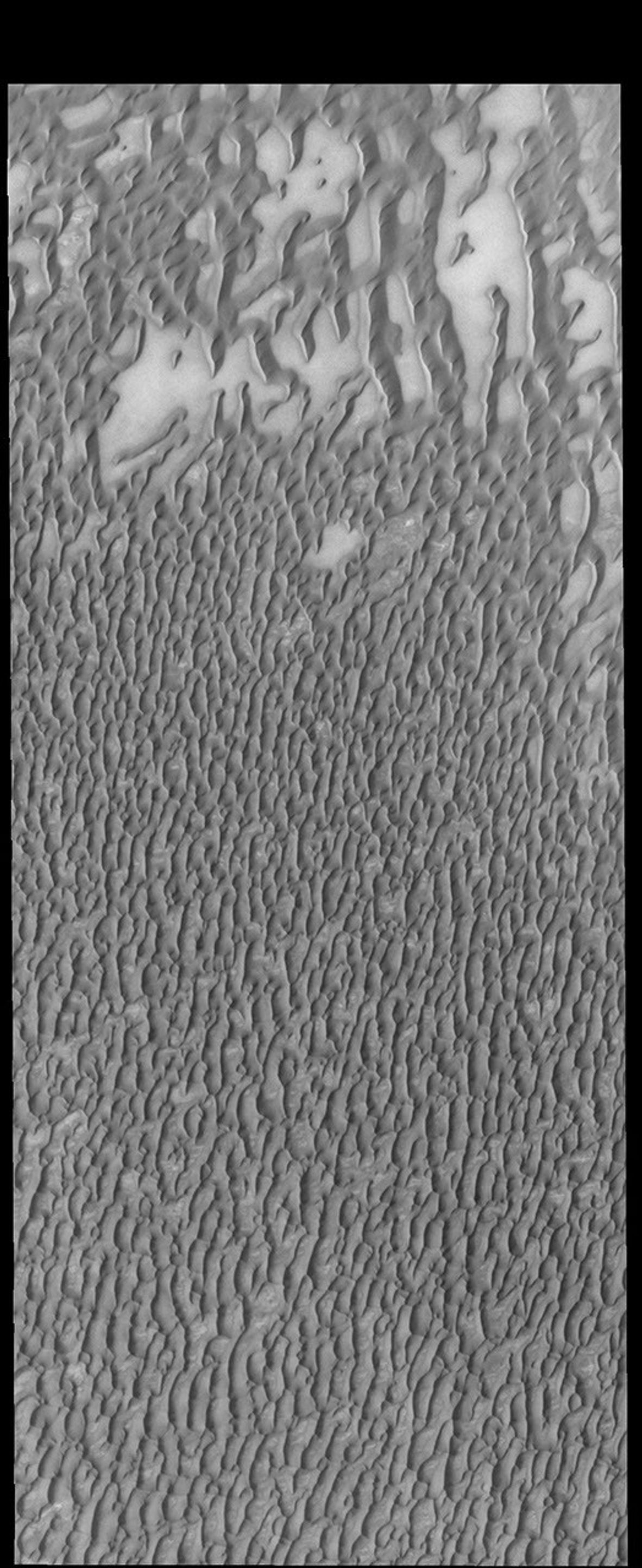 This image captured by NASA's 2001 Mars Odyssey spacecraft shows more of Olympia Undae, a large dune field located near the north polar cap.