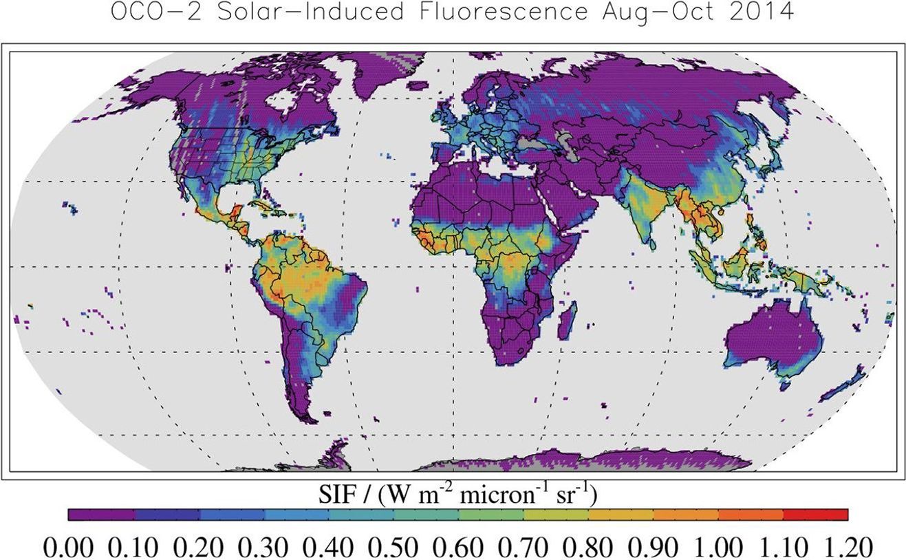 This map shows solar-induced fluorescence, a plant process that occurs during photosynthesis, from Aug. through Oct. 2014 as measured by NASA's Orbiting Carbon Observatory-2.