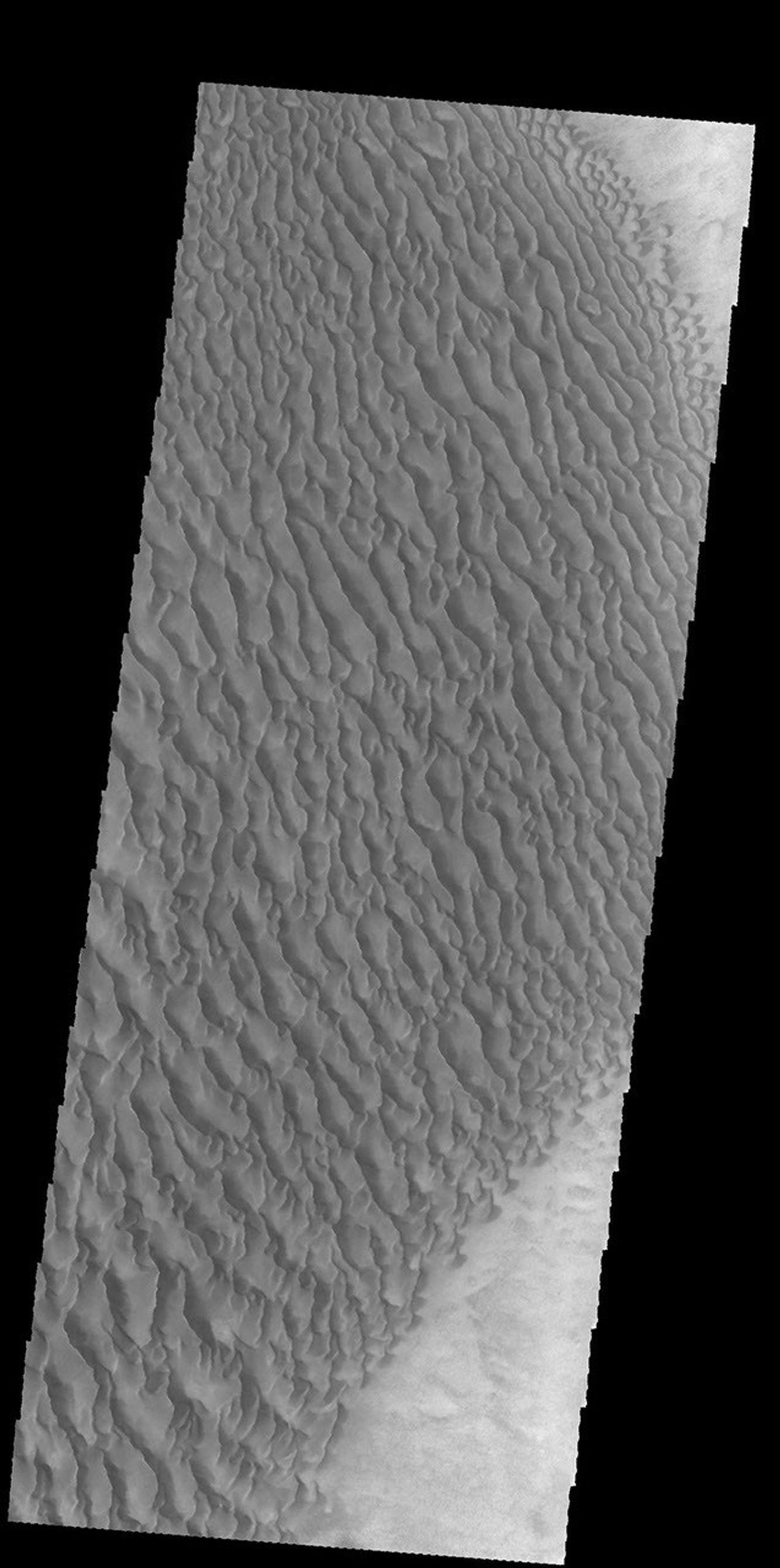 This image captured by NASA's 2001 Mars Odyssey spacecraft shows part of the large dune field on the floor of Proctor Crater.