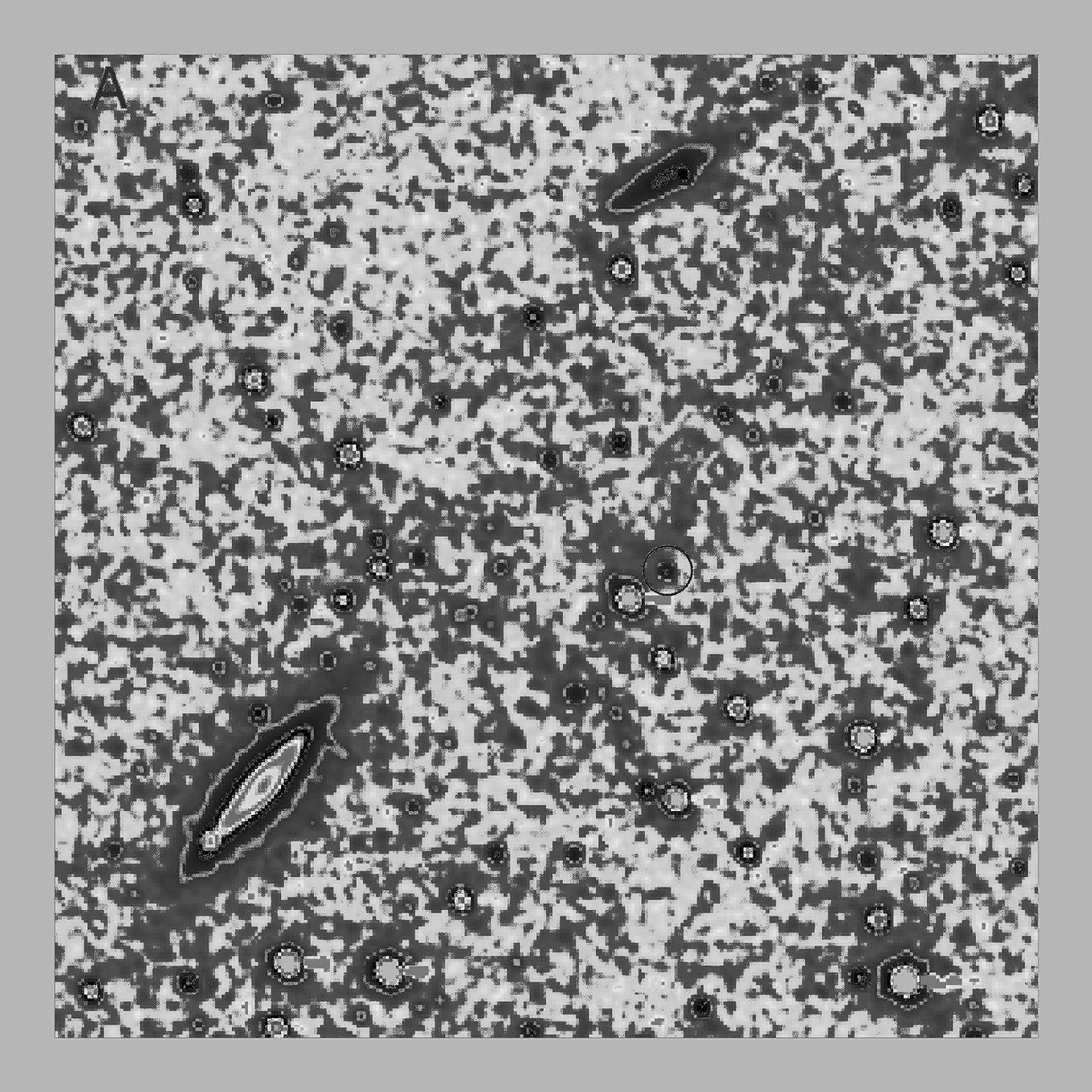 In July 2016, NASA's New Horizons spacecraft observed the Kuiper Belt Object Quaoar, roughly half the size of Pluto. An animated gif is available at the Photojournal.