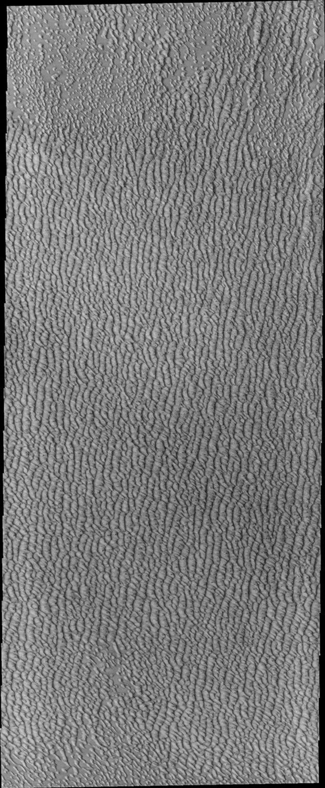 This image from NASA's 2001 Mars Odyssey spacecraft shows Siton Undae, a large dune field located in the northern plains near Escorial Crater on Mars.
