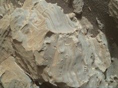 click here for Figure 2 for PIA22212