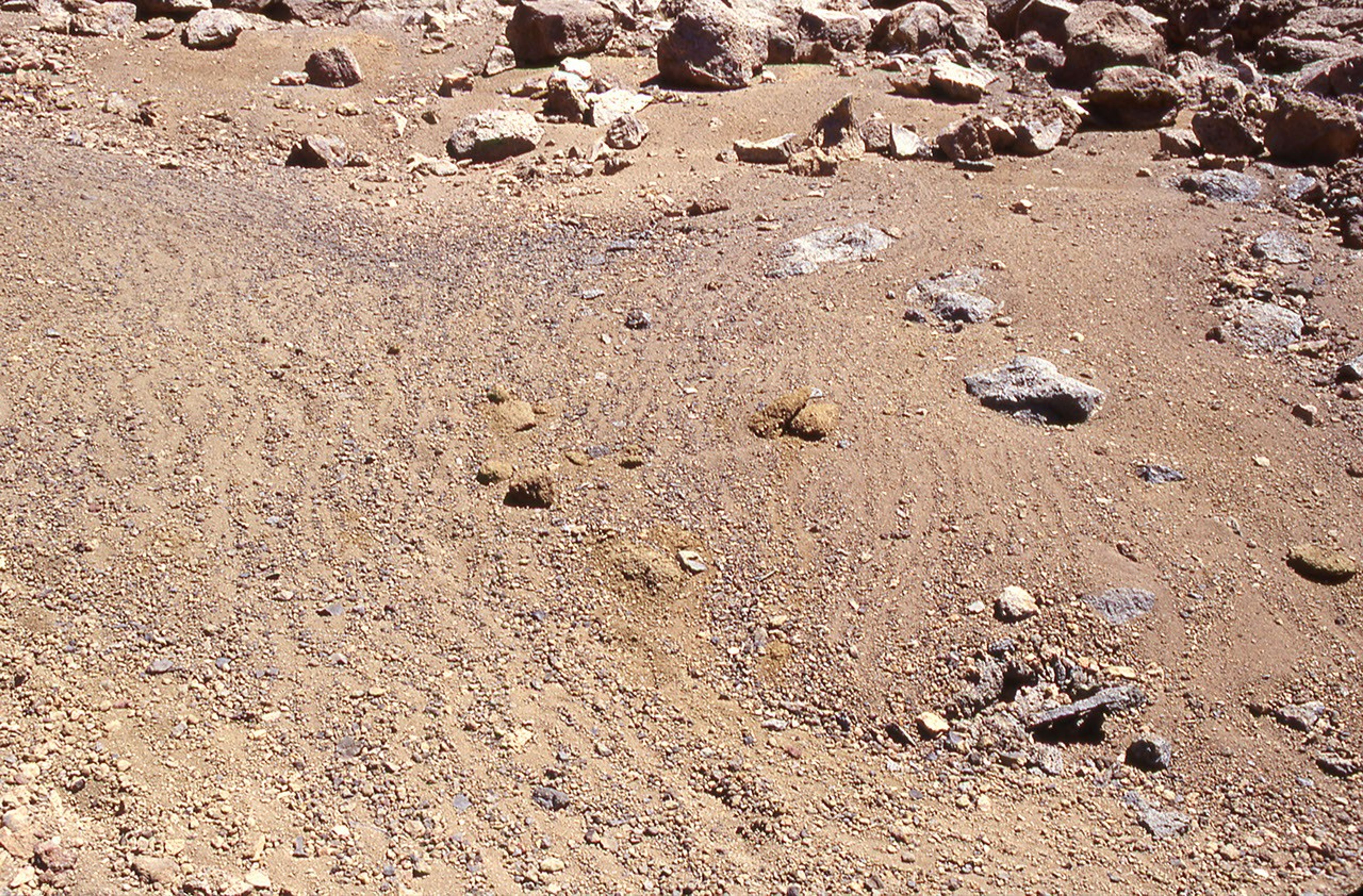 This image shows stone stripes on the side of a volcanic cone on Mauna Kea, Hawaii. The stripes are made of small rock fragments and they are aligned downhill as freeze-thaw cycles have lifted them up and out of the finer-grained regolith.