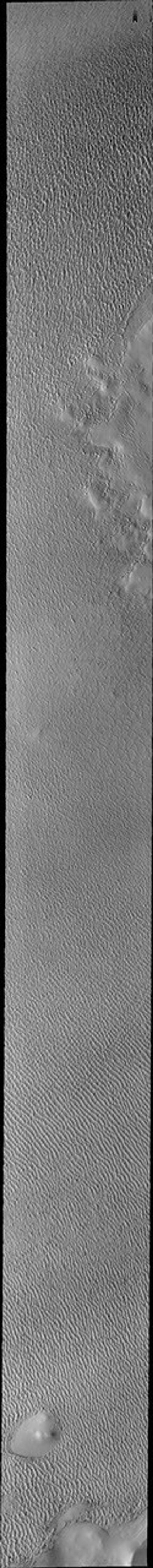 This image captured by NASA's 2001 Mars Odyssey spacecraft of Olympia Undae was collected during north polar spring. The crests of the dunes and other surfaces are light colored, indicative of a frost covering.