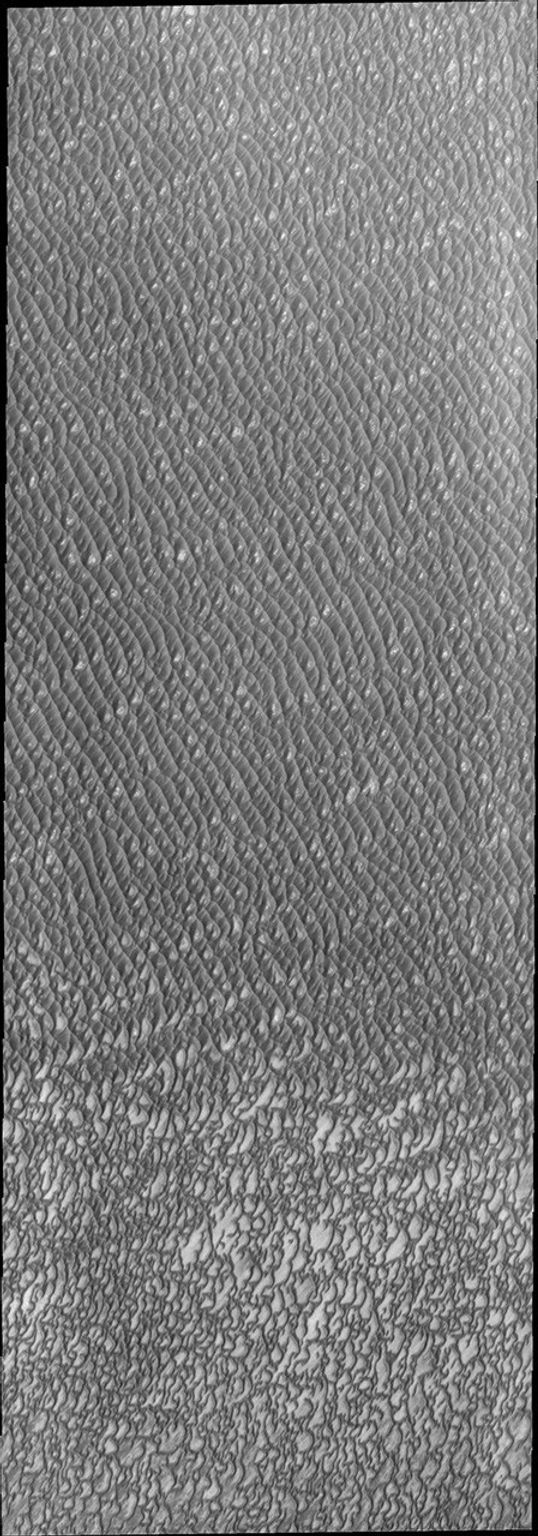 This image of Olympia Undae from NASA's 2001 Mars Odyssey spacecraft was collected during north polar summer. The dunes are now completely frost free and are dark in color due to being made of basaltic sand.