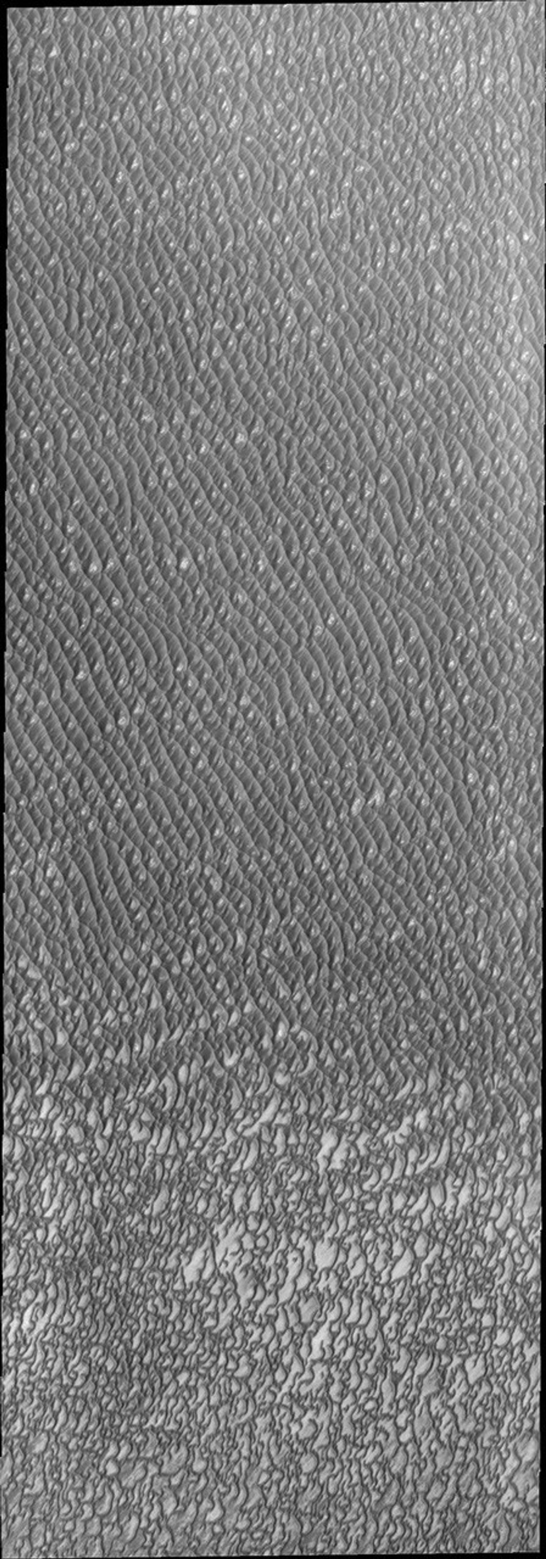 This image of Olympia Undae from NASA's 2001 Mars Odyssey spacecraft was collected during north polar summer. The dunes are now completely frost free and are dark in color due to being made of basaltic sand.