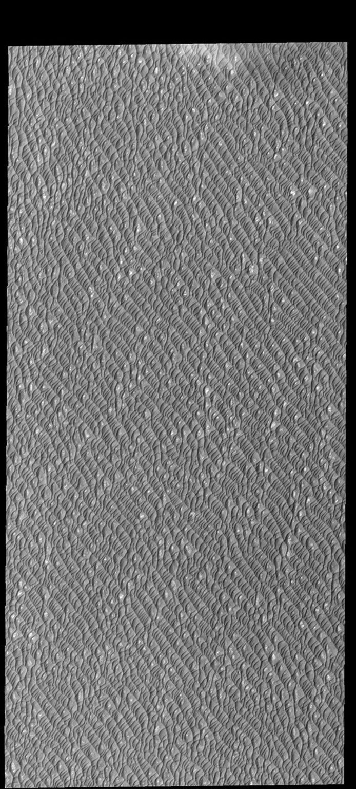 Sand dunes cover this entire image from NASA's 2001 Mars Odyssey spacecraft. The dunes are part of Olympia Undae, a huge dune field surrounding 1/4 of the northern polar cap.