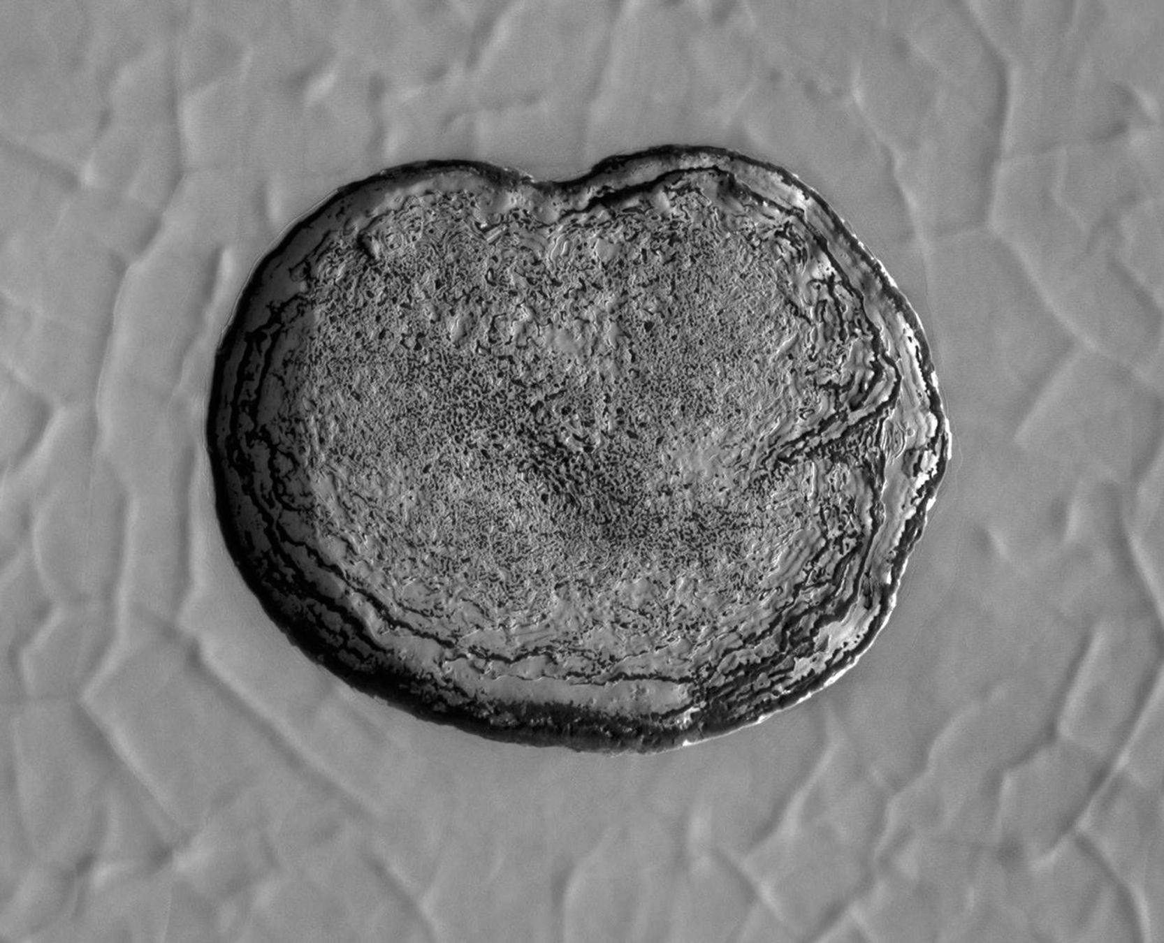 This series of images shows carbon dioxide ice sublimating (going directly from a solid to a gas) inside a pit at Mars' south pole. Each frame of the animation was taken by the HiRISE camera on NASA's Mars Reconnaissance Orbiter.