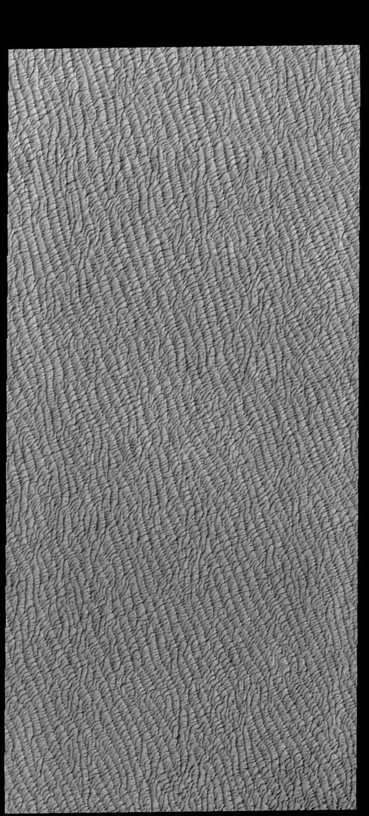 This image from NASA's Mars Odyssey shows a small portion of Olympia Undae. This large dune field is found near the north polar cap.