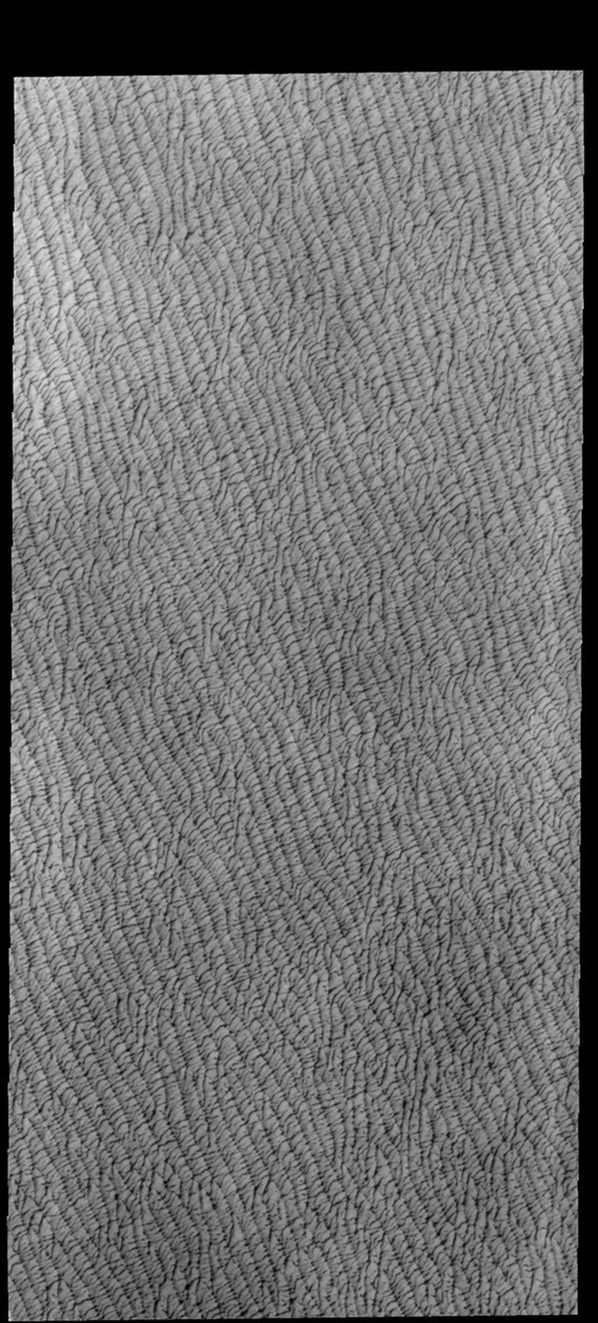This image from NASA's Mars Odyssey shows a portion of Olympia Undae, a large dune field located near the north pole.