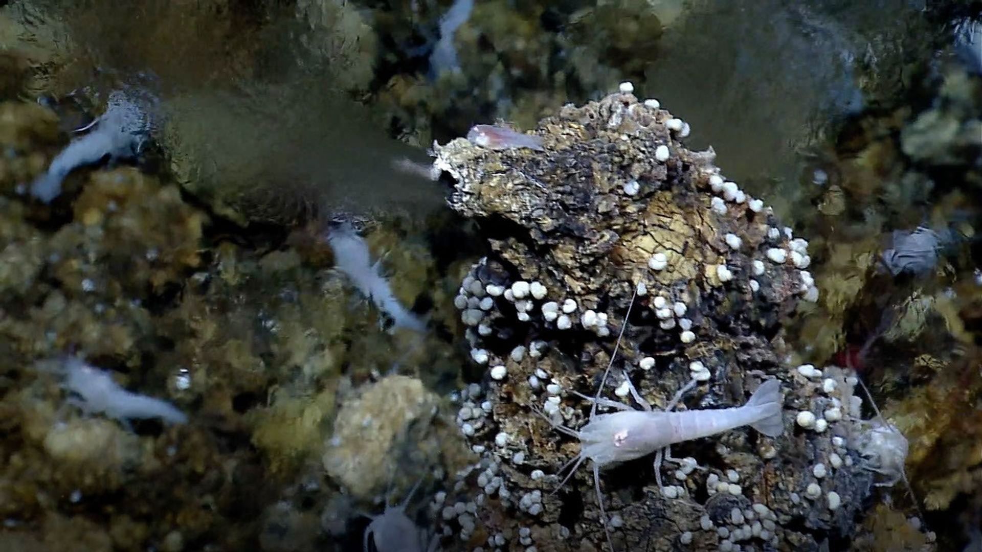 A seafloor vent spews mineral-rich water into the ocean and serves as an energy hub for living creatures.