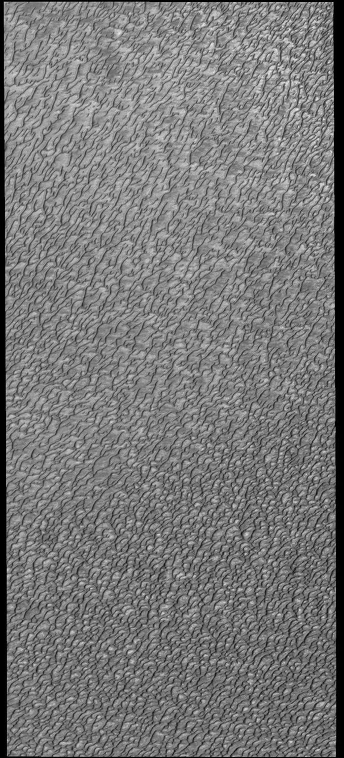 This image from NASA's Mars Odyssey shows Olympia Undae during north polar summer.