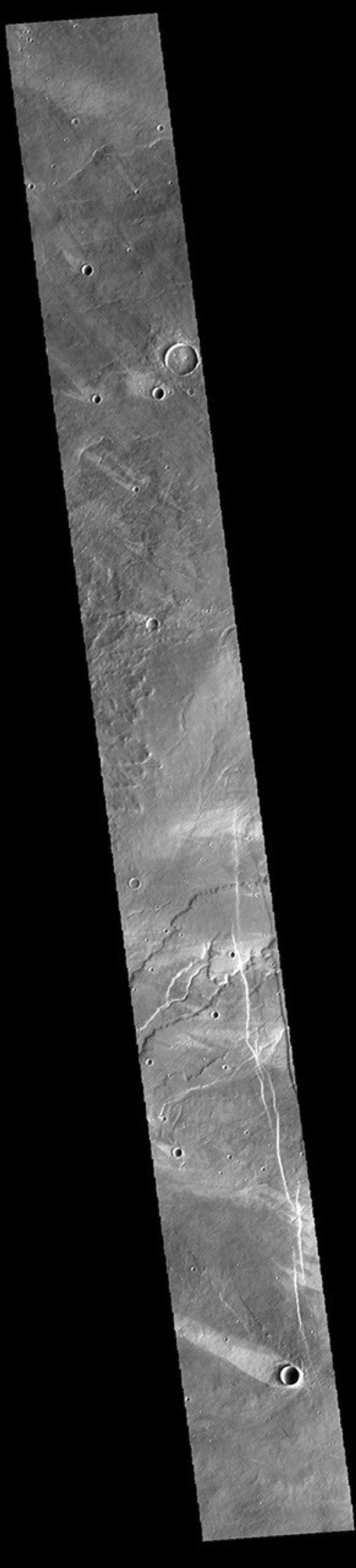 This image from NASA's Mars Odyssey shows a region of plains to the west of Alba Mons. Numerous windstreaks are visible.
