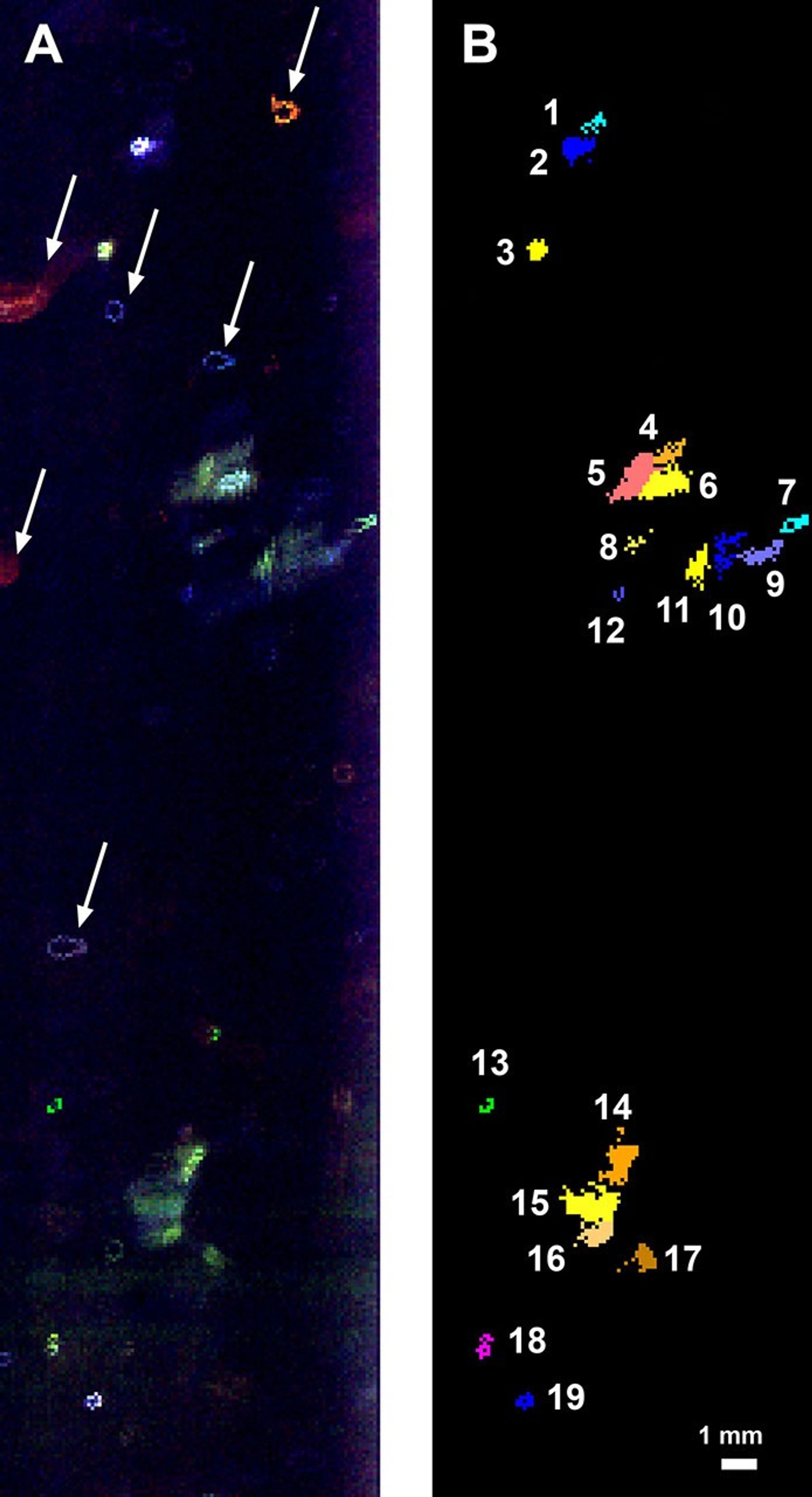 WATSON produced this fluorescence map of a borehole in Greenland's ice. The left panel shows nebulous blobs of biosignatures, and the right panel shows a colorized version, grouping together similar organic chemicals.