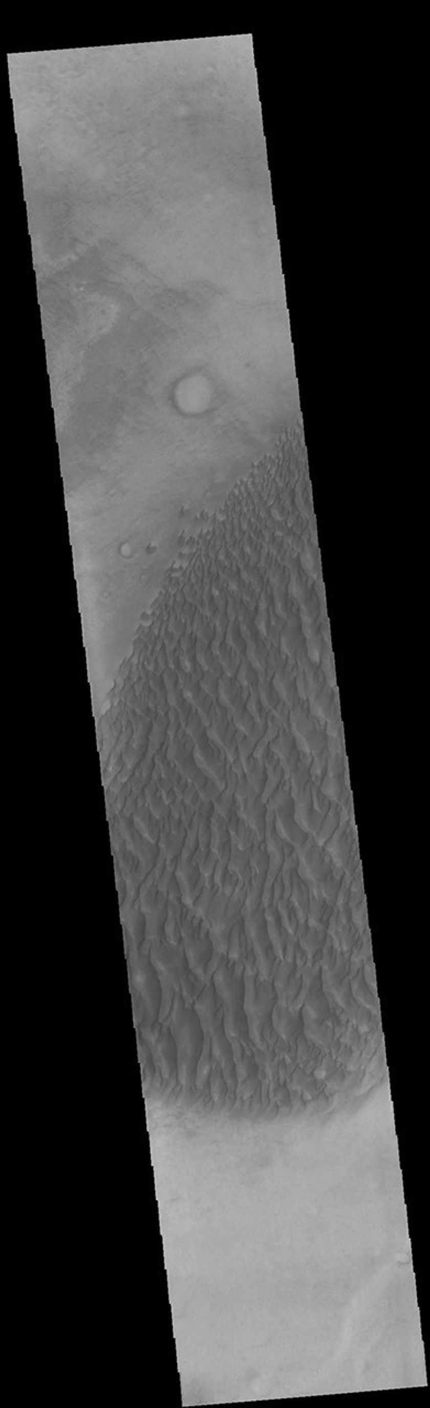 This image from NASA's Mars Odyssey shows sand dunes within Proctor Crater. These dunes are composed of basaltic sand that has collected in the bottom of the crater.
