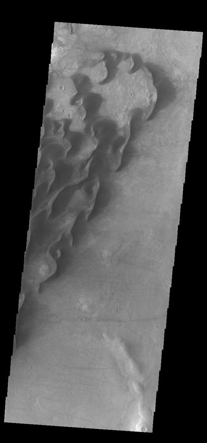 This image from NASA's Mars Odyssey shows many individual dunes within Kaiser Crater.