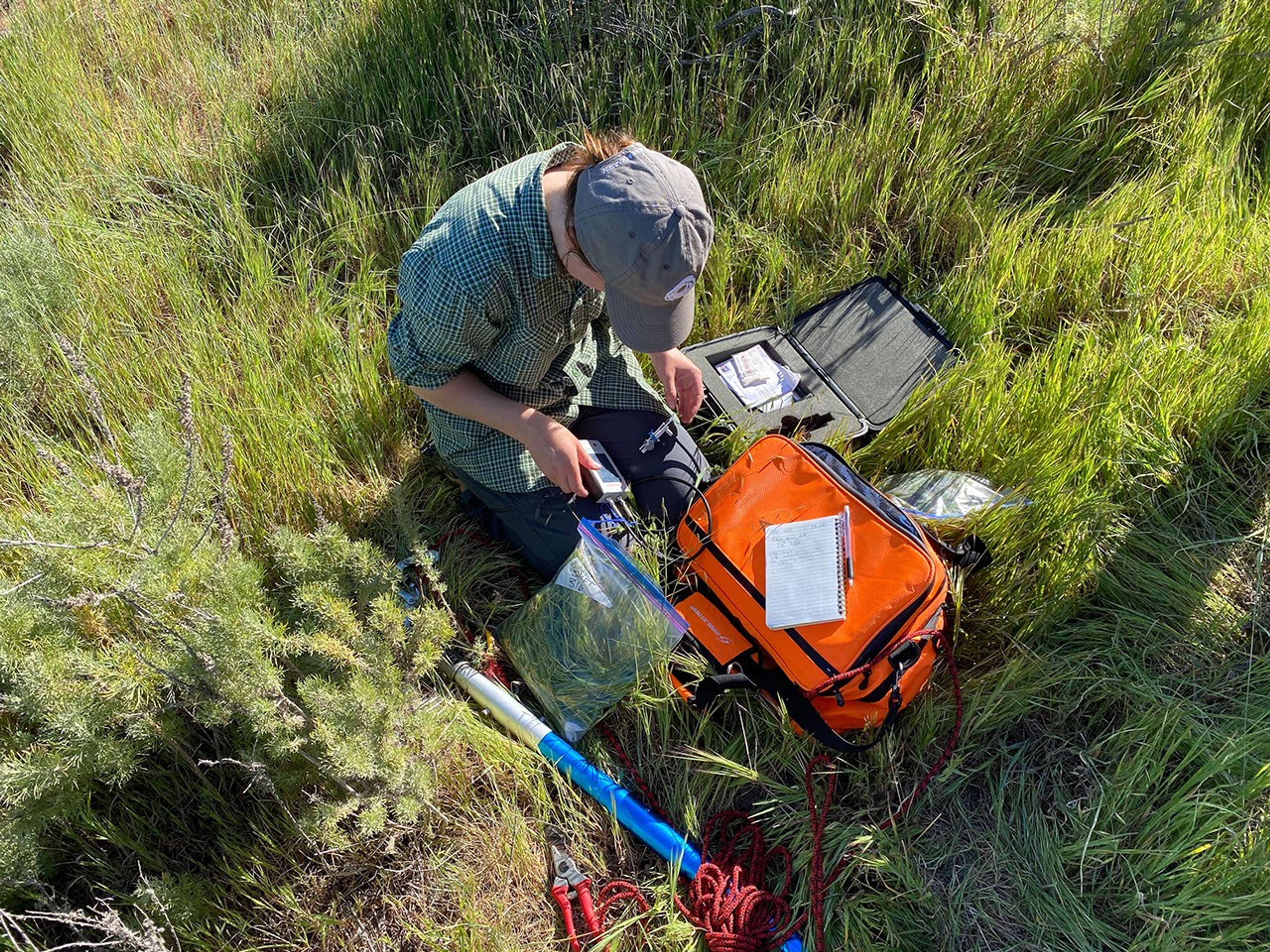 University of California, Santa Barbara student Piper Lovegreen measures chlorophyl content of plants. The information is used to validate data taken by AVIRIS-NG as it flies over the SHIFT study area.