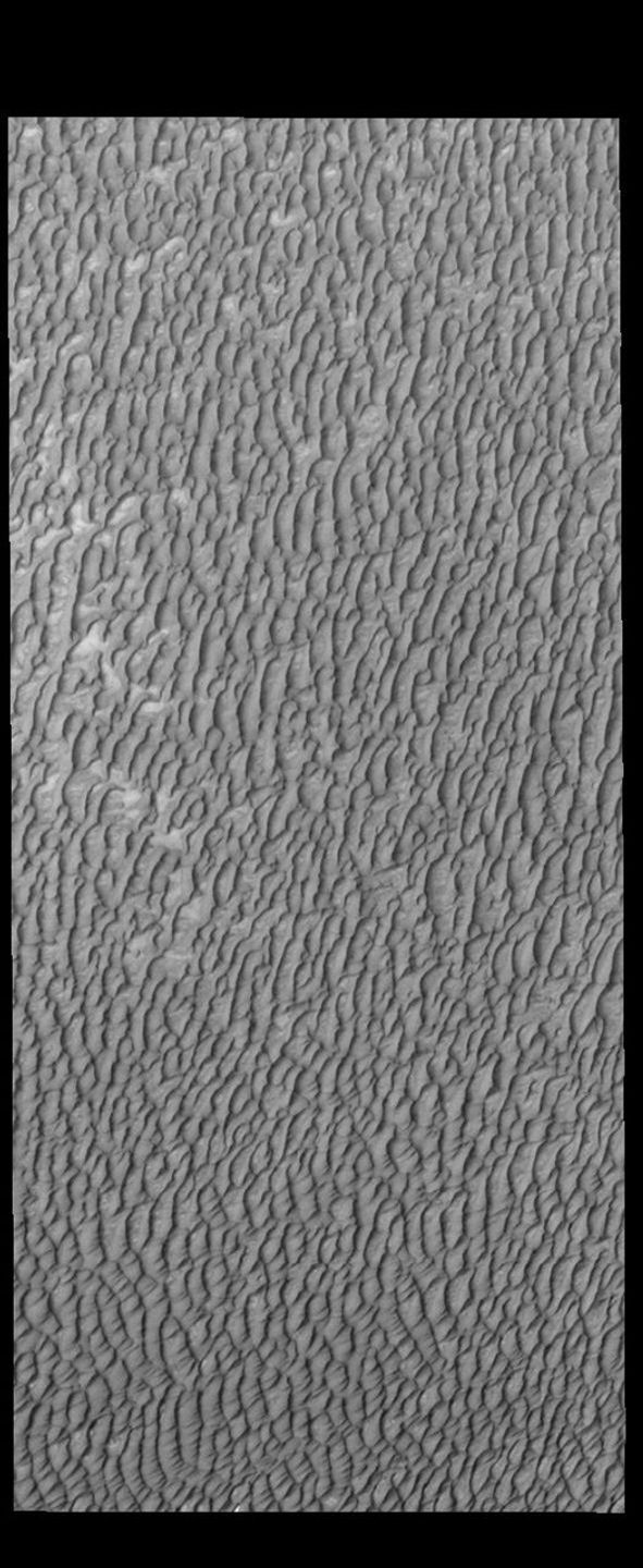 This image from NASA's Mars Odyssey shows Olympia Undae. It was collected at the middle of north polar summer.
