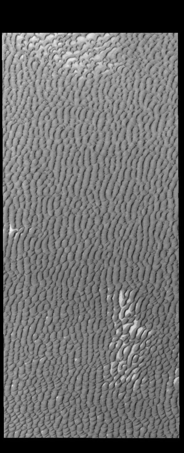 This image from NASA's Mars Odyssey shows Olympia Undae, a vast dune field in the north polar region of Mars.