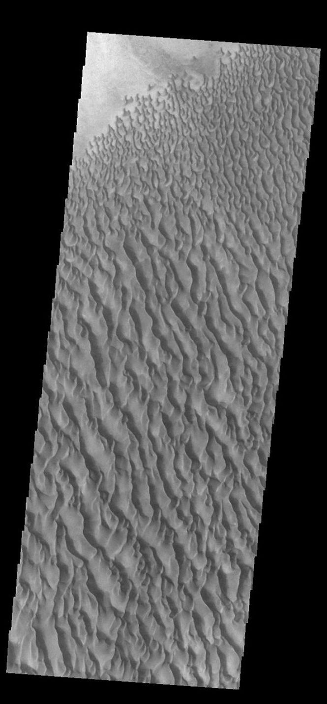 This image from NASA's Mars Odyssey shows sand dunes within Proctor Crater. These dunes are composed of basaltic sand that has collected in the bottom of the crater.