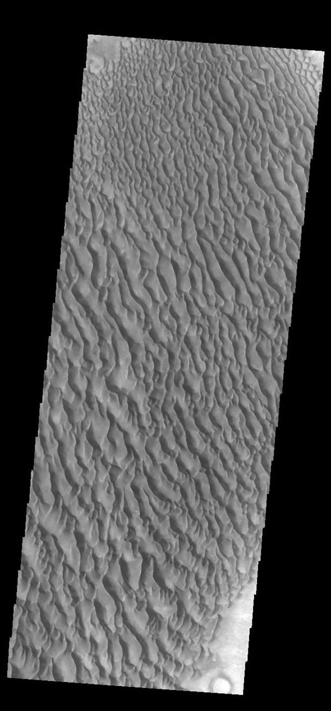 This image from NASA's Mars Odyssey shows sand dunes within Proctor Crater. These dunes are composed of basaltic sand that has collected in the bottom of the crater.