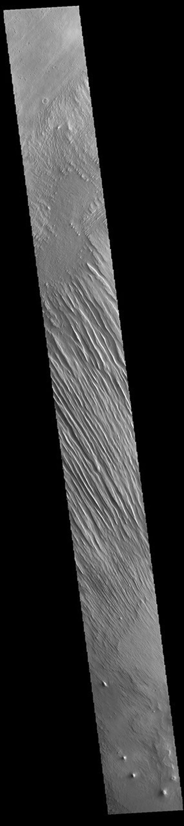 This image from NASA's Mars Odyssey shows some of the extensive wind etched terrain in Memnonia Sulci, located east of Apollinaris Mons.