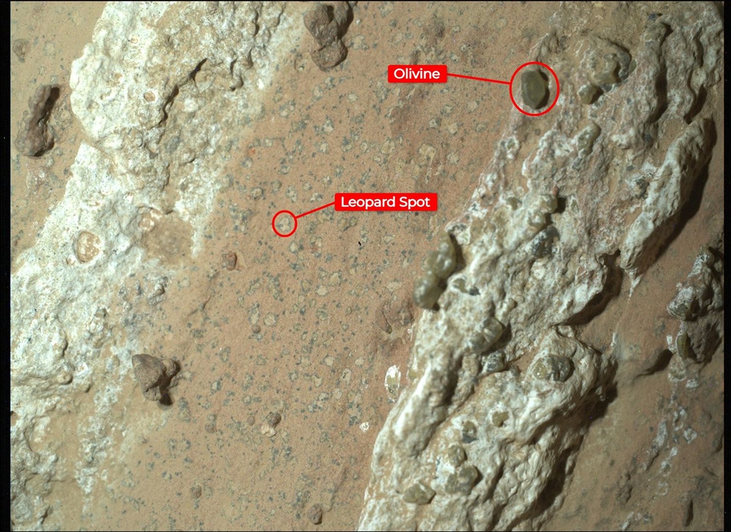 Skała "Cheyava Falls" sfotografowana przez kamerę WATSON na pokładzie łazika Perseverance. Strzałkami zaznaczono "cętki lamparta" oraz kryształy oliwinu w obrębie czerwonawych pasm hematytu. To właśnie w tej skale instrument SHERLOC wykrył związki organiczne.  Źródło: NASA/JPL-Caltech