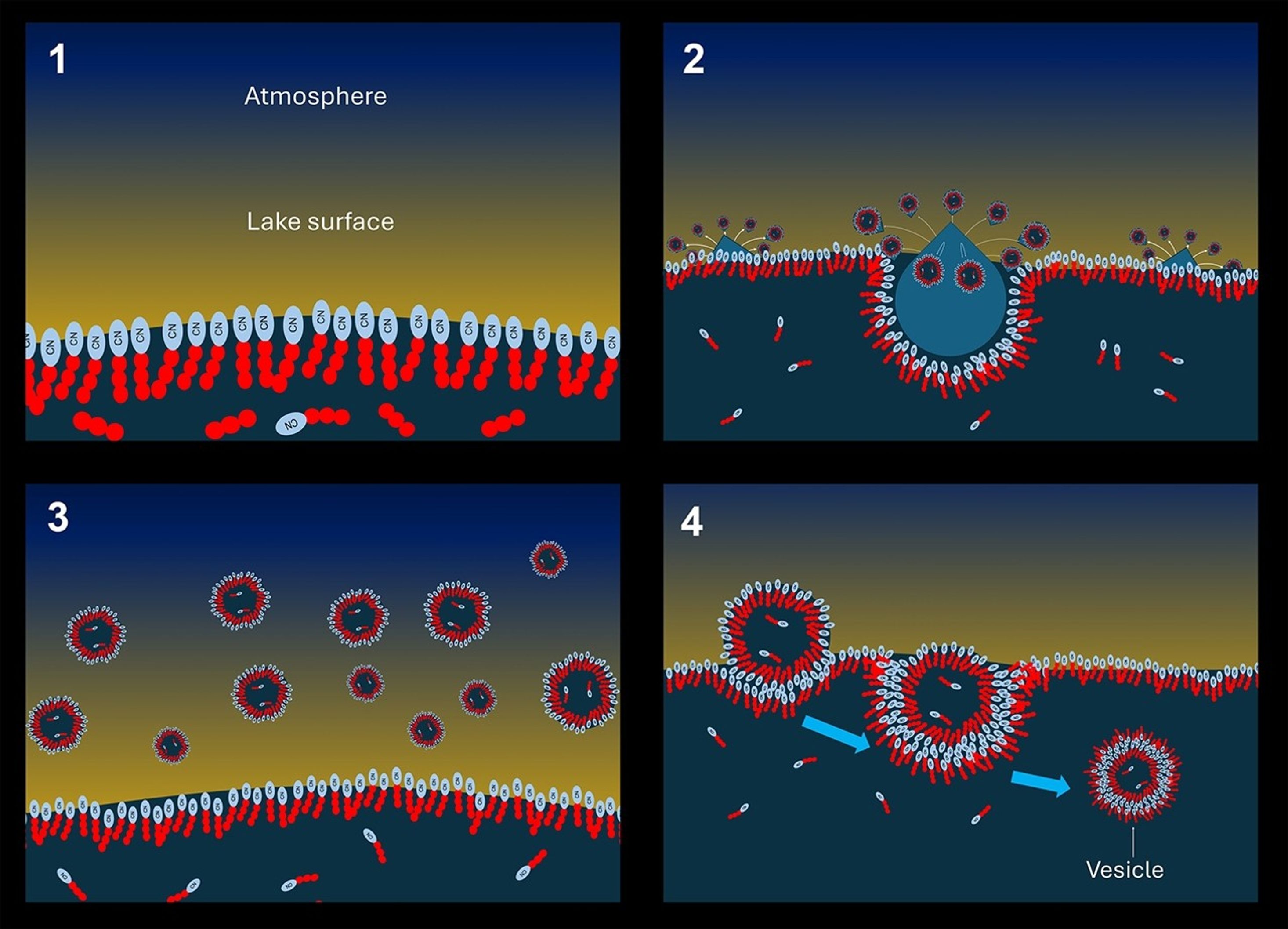 An artist’s concept of the proposed mechanism for vesicle formation on Titan. (1) Methane lakes and seas on Titan’s surface become coated with a film of amphiphiles. (2) Methane raindrops splash the lake surface. (3) Splashes create a mist of droplets coated in the same film. (4) Droplets settle back onto the lake and sink, becoming coated in a bilayer which becomes a vesicle.