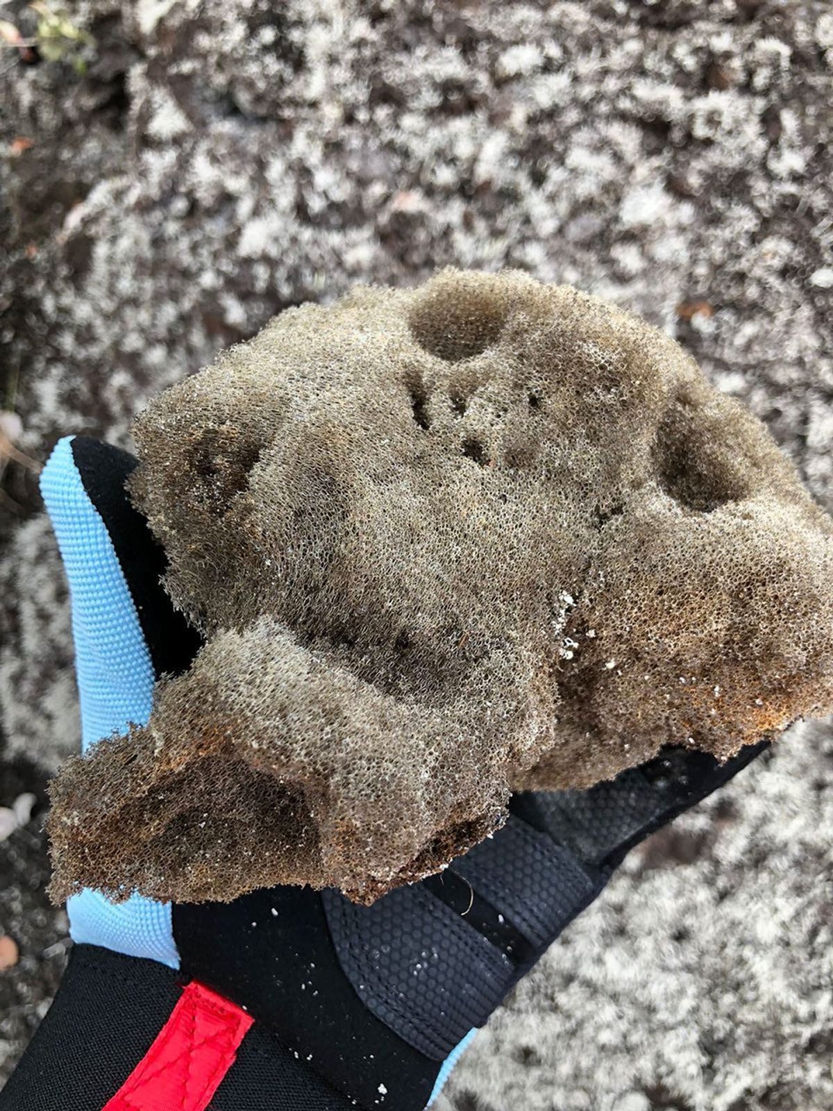 Gloved hand holding up a gigantic lump of foamy volcanic glass.