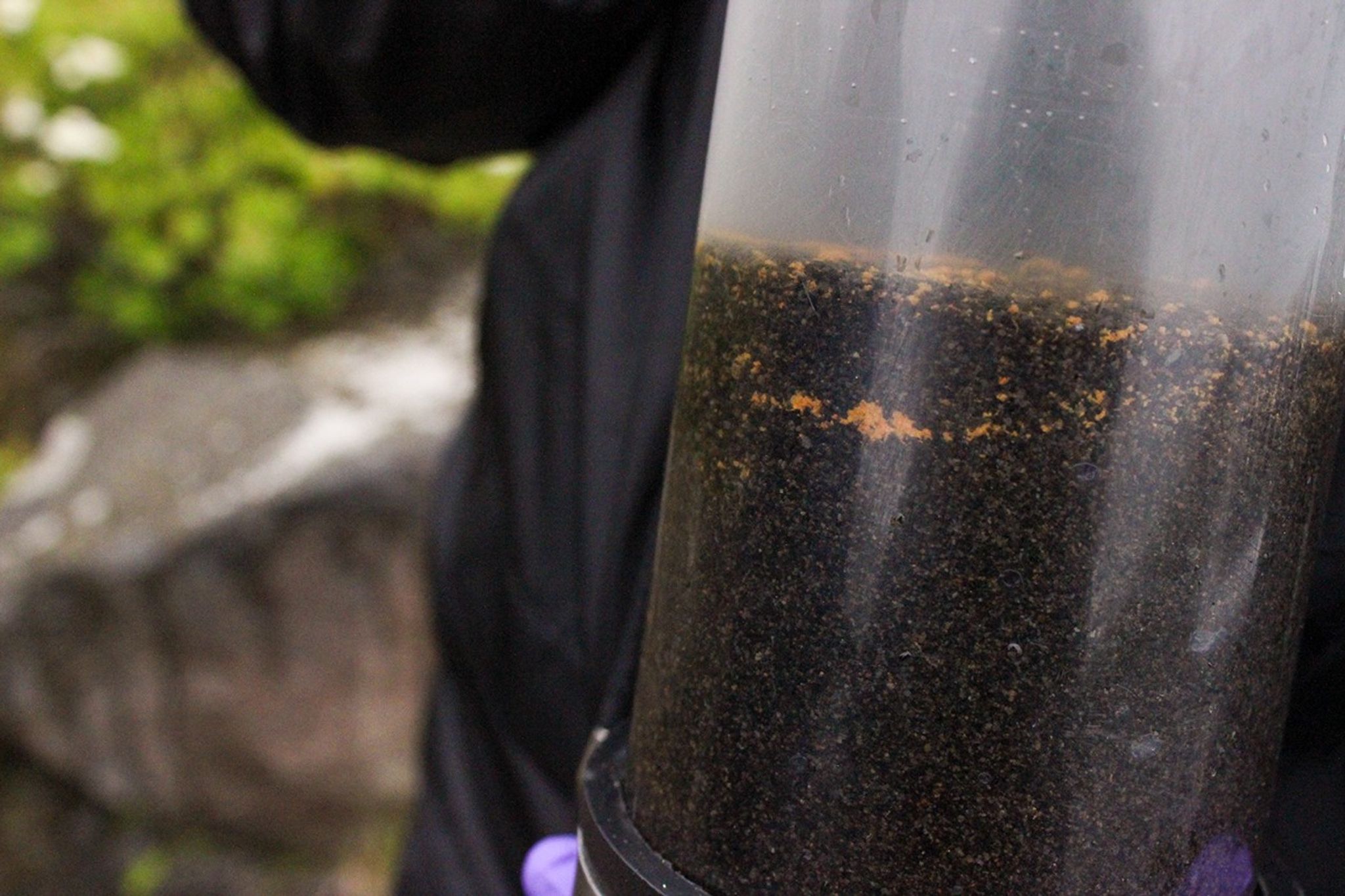 Close-up of a clear sample tube with orange cap containing dark sediment and water collected from a geothermal site, held by a researcher in purple gloves.