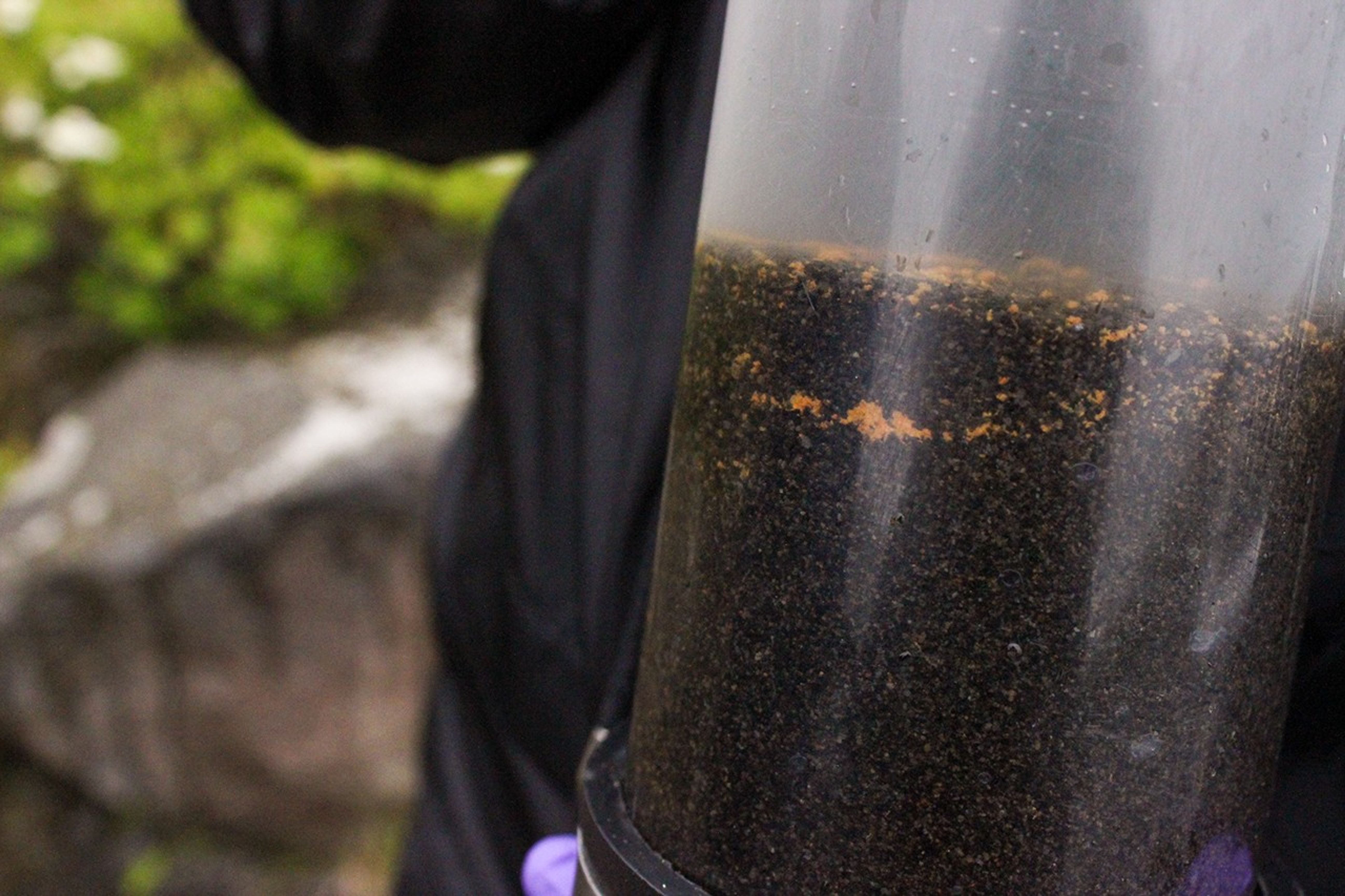 Close-up of a clear sample tube with orange cap containing dark sediment and water collected from a geothermal site, held by a researcher in purple gloves.