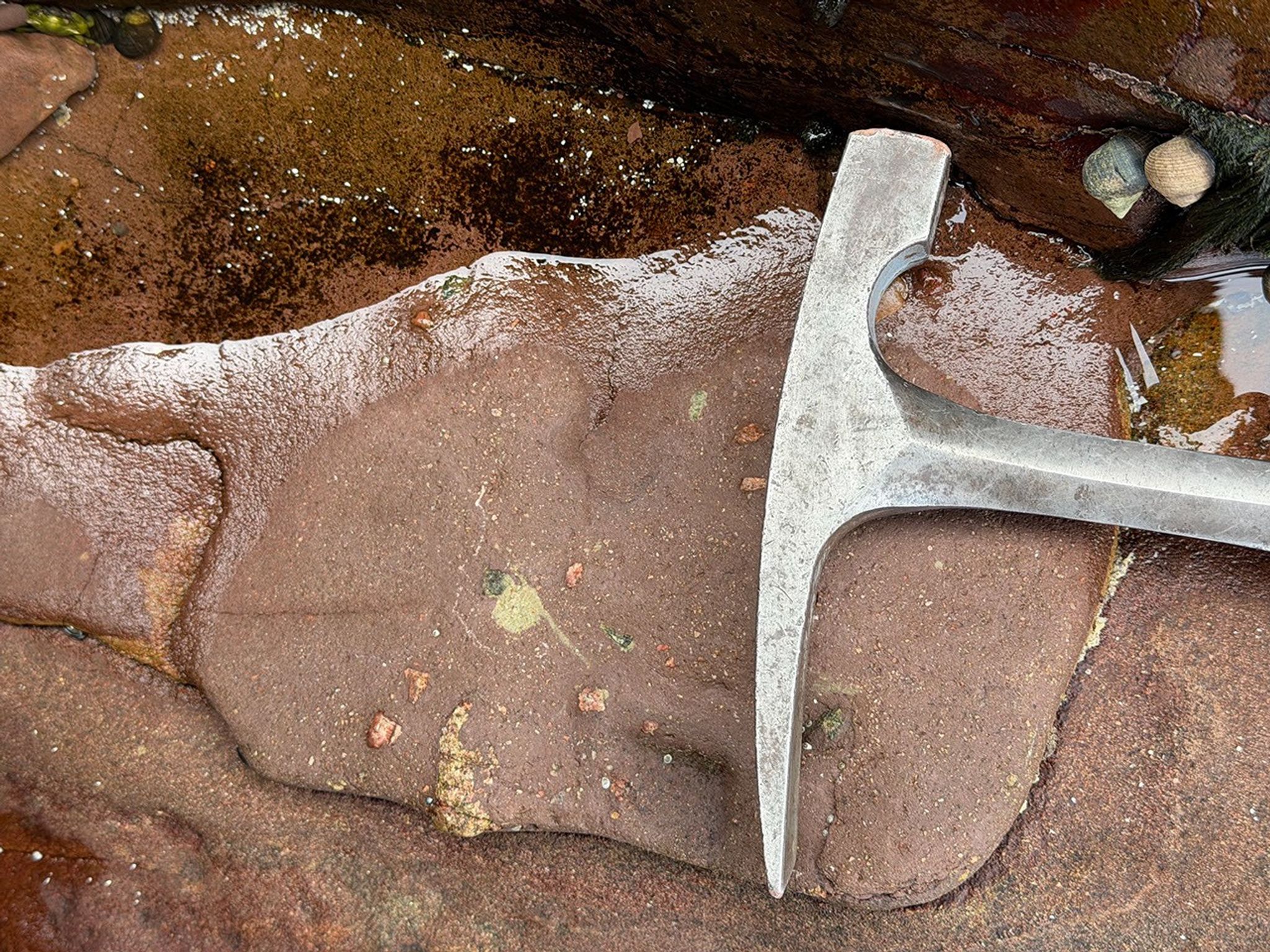 Reddish-brown, water-smoothed rock with small, pale orange lumps and gray-greenish spots. Snail shells sit in water at the slab’s edge. A rock hammer’s head extends from “top” to “bottom” of the rock in this overhead view, indicating that the whole image covers an area smaller than a placemat.