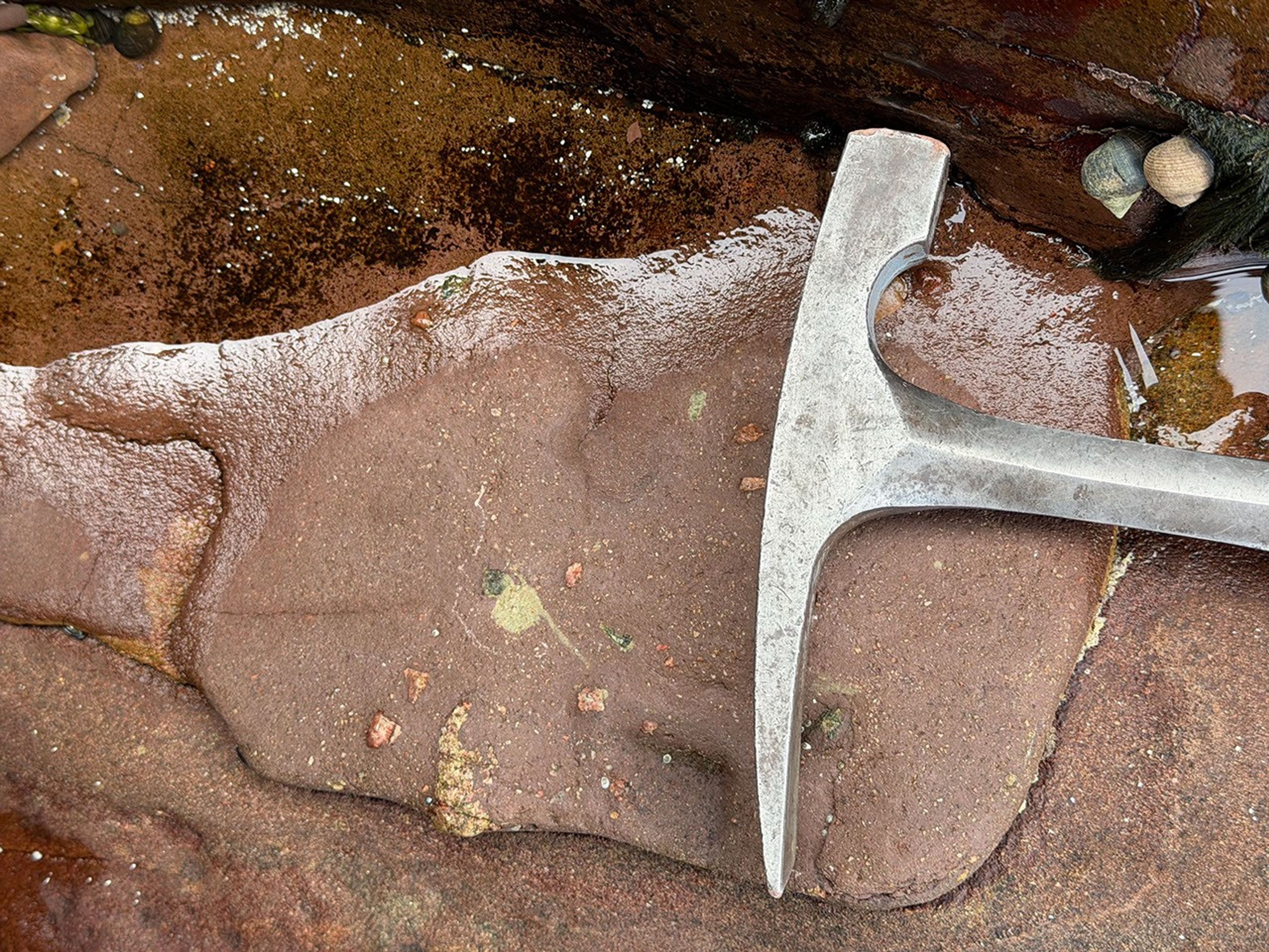 Reddish-brown, water-smoothed rock with small, pale orange lumps and gray-greenish spots. Snail shells sit in water at the slab’s edge. A rock hammer’s head extends from “top” to “bottom” of the rock in this overhead view, indicating that the whole image covers an area smaller than a placemat.