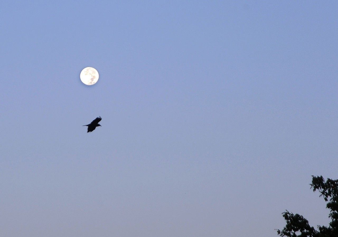 A Harvest Moon near NASA's Goddard Space Flight Center. Credit: NASA/Debbie Mccallum | More about this image