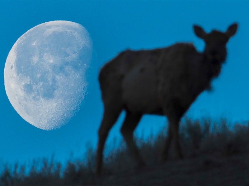 Stargazing tips for April.