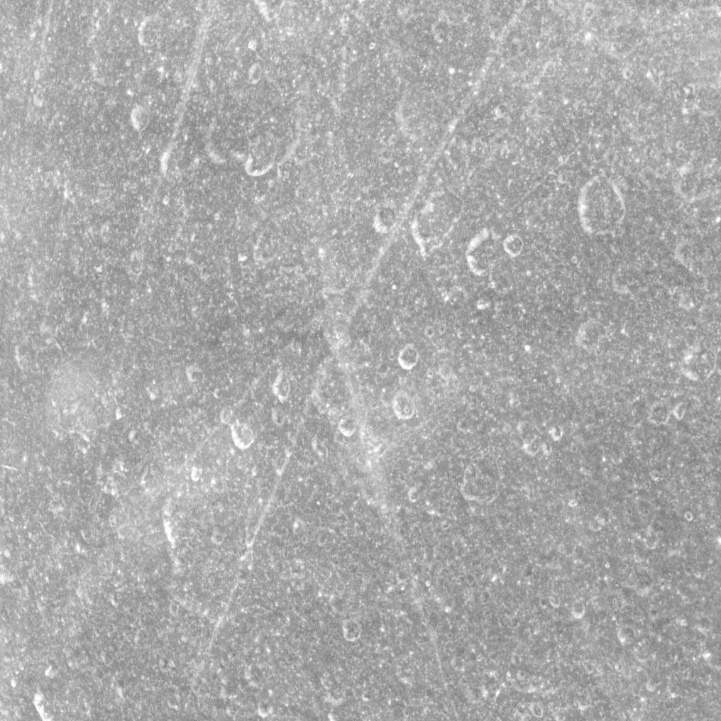 Close-up view of Rhea