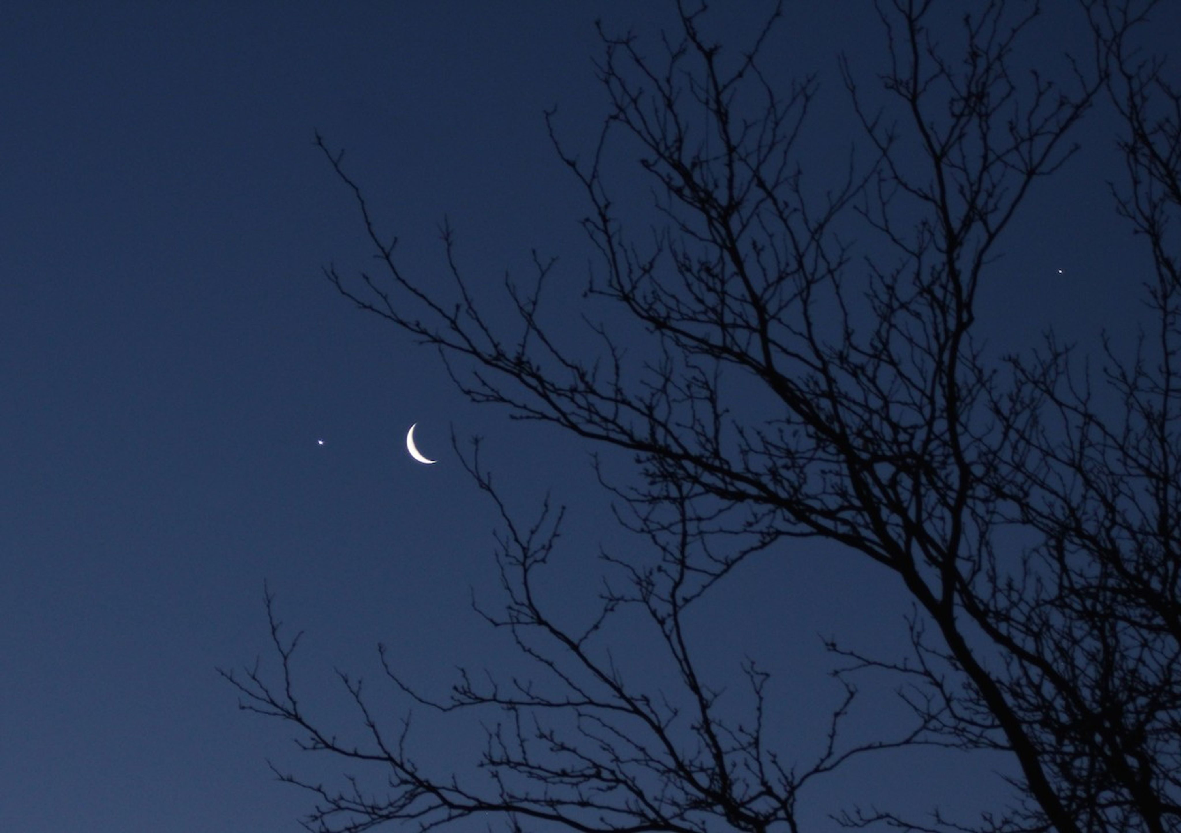 bright star, crescent moon, another bright star seen in the bare branches of a tree