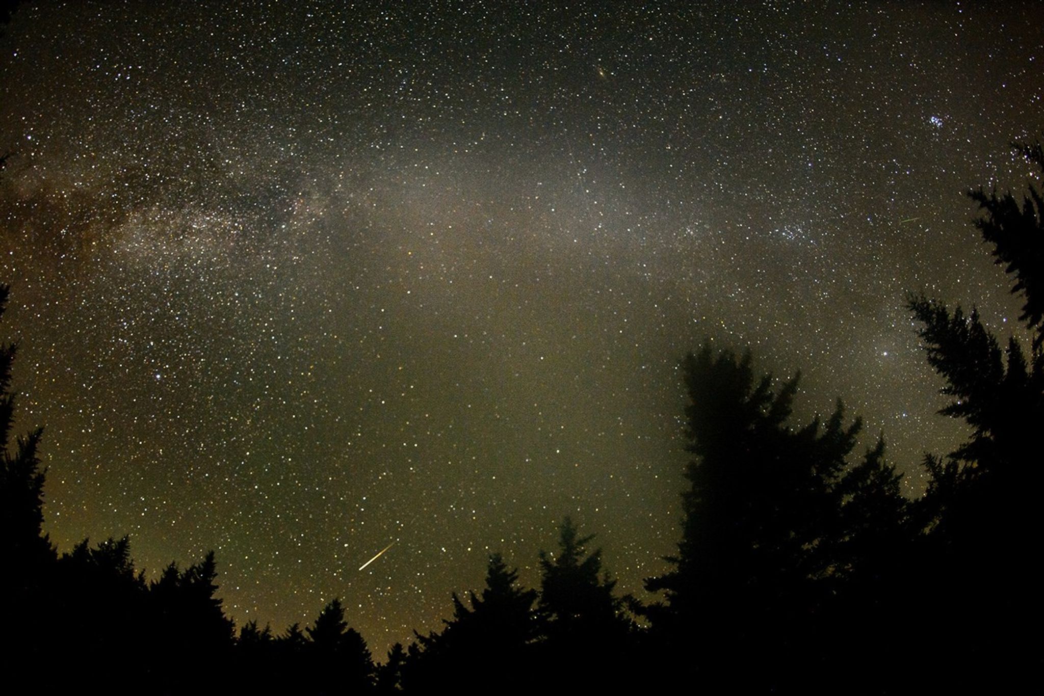 Meteor crossing dark sky above trees.