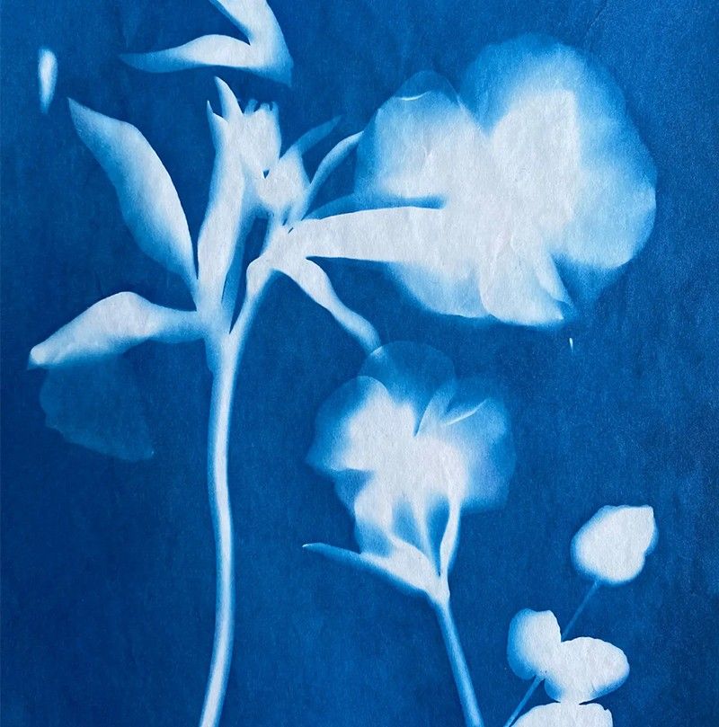 A Sun print of a butterfly and a dragonfly.