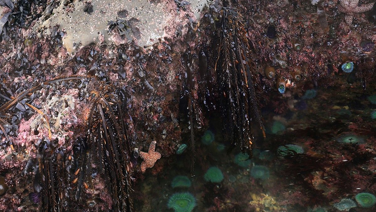 Tidal zone in Earth's ocean