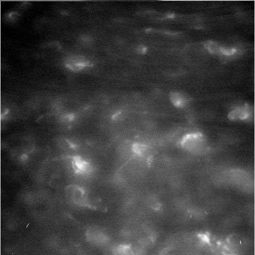 Black and white image of storms on Saturn.