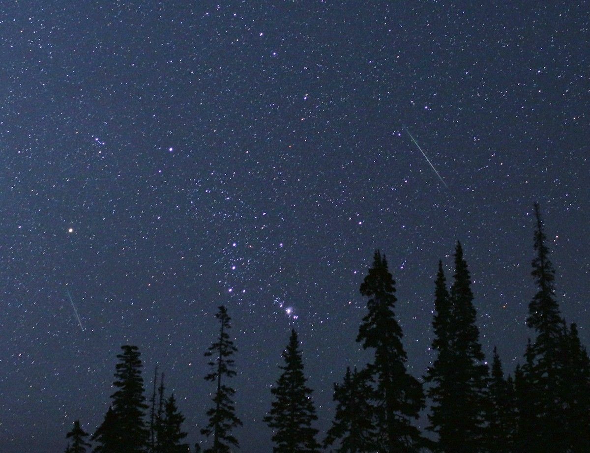 shooting stars in the starry sky with silhouetted pine trees