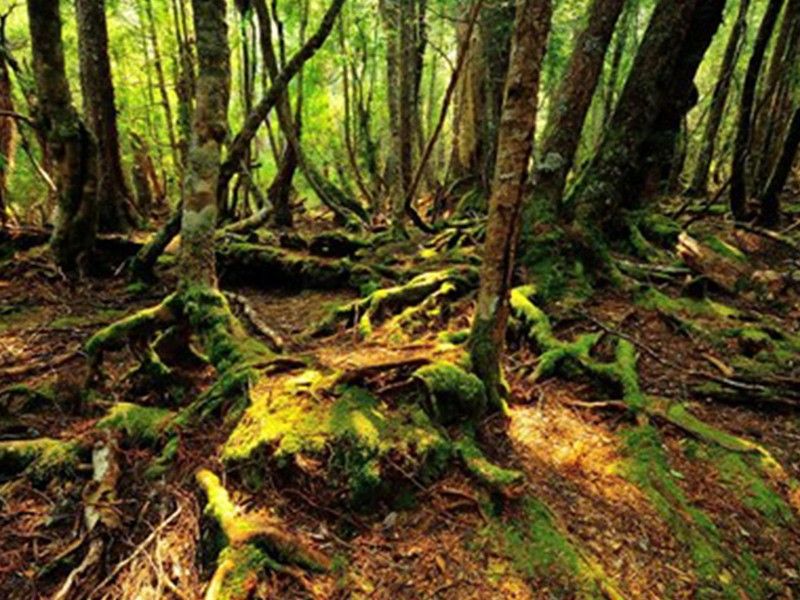 Bob_Fletcher_Ballroom_Forest
