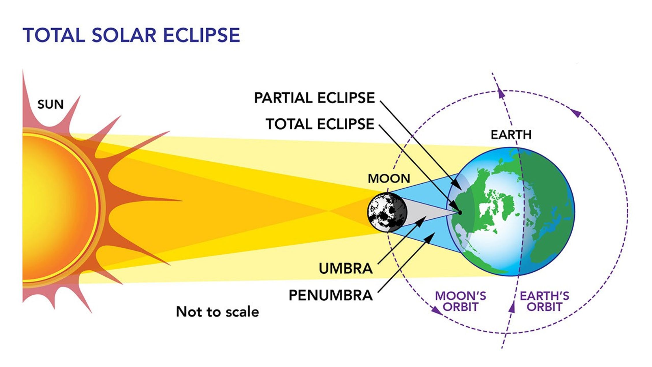 A diagram shows the Sun on the left, Earth on the right, and the Moon in between. The Moon blocks some sunlight from reaching Earth, casting a smaller shadow cone, labeled the umbra, and a larger shadow cone, labeled the penumbra. One arrow labeled "total eclipse" points to the small area on Earth touched by the umbra. A second arrow labeled "partial eclipse" points to the larger area on Earth touched by the penumbra. A dashed circle around Earth is labeled "Moon's orbit" and a dashed arc passing through Earth is labeled "Earth's orbit." At the top are the words "total solar eclipse" and at the bottom are the words "not to scale."
